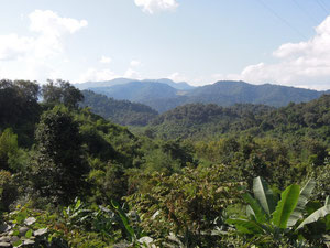 Jungle in northern Laos