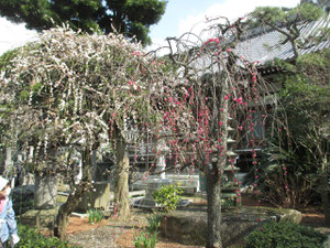 宝戒寺枝垂れ梅
