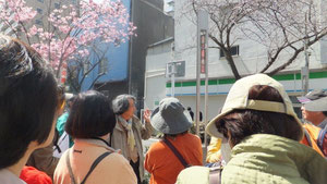 関内桜通り街燈