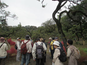 大倉山公園梅林