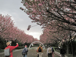 桜の散歩道