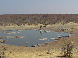 Halali wasserloch