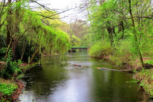 Sehenswürdigkeiten Berlin: Ein weitgehend der Natur überlassener Fluss fließt durch den Großen Tiergarten. Ein umgefallener Baum liegt quer im Flussbett.
