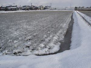 雪の下で冬を越すイグサの苗