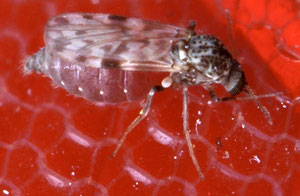 böses vollgefressenes Midge