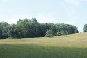 Blick über die Käppliswiesen