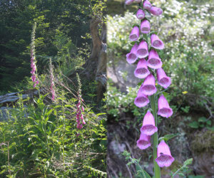 Roter Fingerhut (Digitalis purpurea)