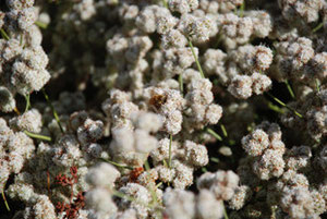Picture of Bill's bee and Laurel Sumac.