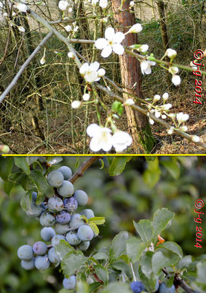 Schlehe: oben Blüte, unten Früchte