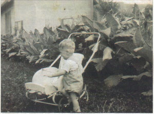 Tabakanbau in alten Zeiten