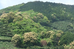 五月の紀州の山は、ウバメガシなどの照葉樹の花と新芽が美しい