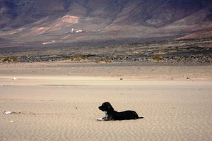 Eddy am Strand von Cofete