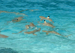 Requins de Moorea