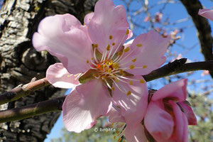 Mandelblüte, © Birgitta