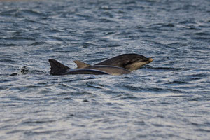 Grand dauphin - Tursiops truncatus - Moray Firth - Juillet 2008