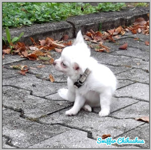 Chi-Love.de | Der 1. Spaziergang mit Deinem Chihuahua-Welpen | Foto: Swiffer Chihuahua 