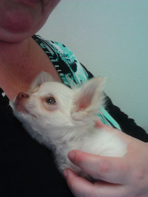Chi-Love.de | Swiffer Chihuahua | Ein Welpe zieht ein