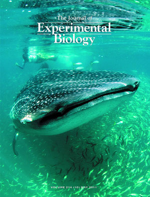 Whale shark feeding in Holbox, Mexico. JEB cover shot (2011). Photo by Louise Murray.
