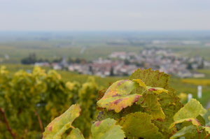 Grand Cru village of Bouzy after the harvest