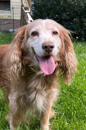 Pascal, Rüde, geb. 02.21, Englisch Cocker Spaniel, ca 42 cm groß