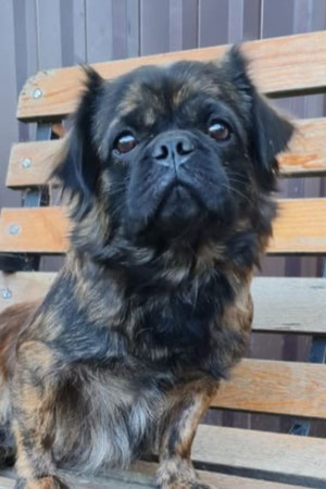 Tigra, Weibchen, geb. 11.23, evtl. Pekingese-Mischling, ca 30 cm groß