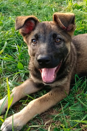 Mia (2), Weibchen, geb. 4.24, Mischling,  wird vermutlich 55-57 cm groß