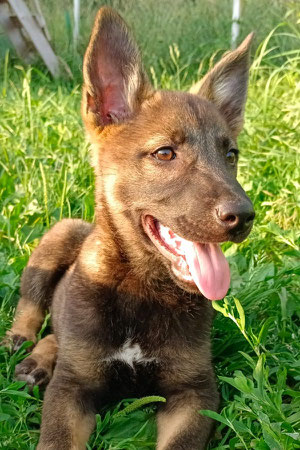 Mila (3), Weibchen, geb. 4.24, Mischling,  wird vermutlich 55-57 cm groß