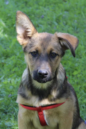 Mika, Weibchen, geb. 04.23, Mischling,  wird vermutlich 50 cm groß