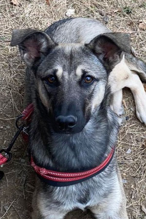 Nala, Weibchen, geb. 01.24, Mischling,  52 cm groß