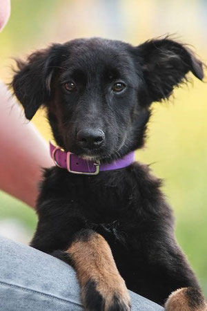 Mila (2), Weibchen, geb. 04.23, Schäferhund-Mischling,  wird vermutlich 50-55 cm groß