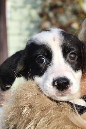 Molly, Weibchen, geb. 09.23, Spaniel-Mischling,  wird vermutlich 45 cm groß