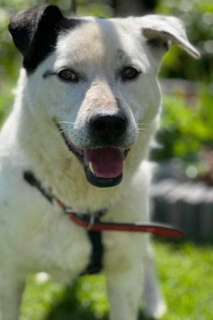 Domino, Rüde, 2,5 Jahre alt, Mischling, weiß-schwarz,  50 cm groß