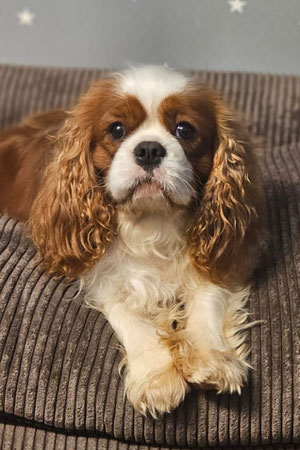 Aladin, Rüde, geb. 3.22, Cavalier King Charles Spaniel, ca 34 cm groß, 7 kg