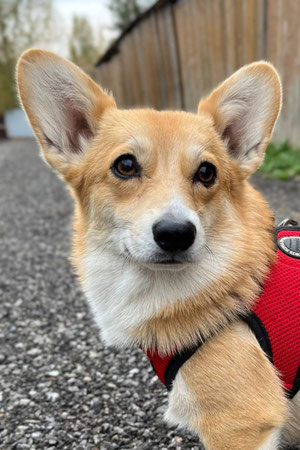 Orchidee, Weibchen, 1 Jahr alt, Welsh Corgi Pembroke, unter 40 cm groß, 10 kg