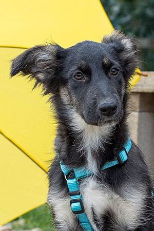 Wendy, Weibchen, geb. 06.23, Mischling,  wird vermutlich 55-57 cm groß