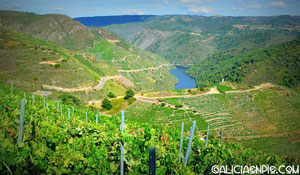 Solanas de los Cañones del Sil, con viñedos en terraza de la  variedad “Mencía” 