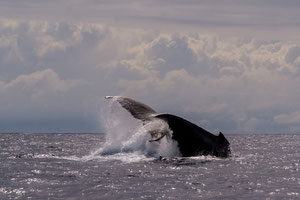 Humpback whale, Moorea