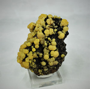 Mimetite San Pedro Corralitos Chihuahua Mexico