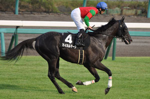 マイネルマーク号(楽天競馬「サラブレッドオークション」サイトより)