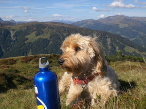 Unser Bergsteigerhund "NEPAL"