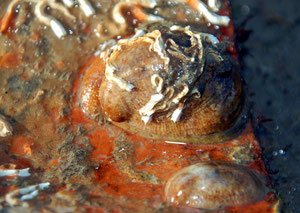 crepidula fornicata