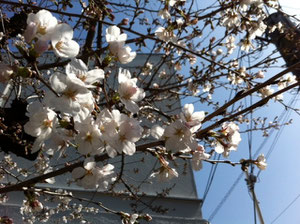 桜