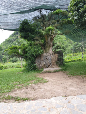 1000 Jahre alter Baum im Bird Park bei Tam Coc