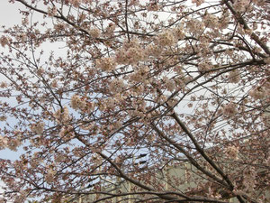 みつわ台の桜