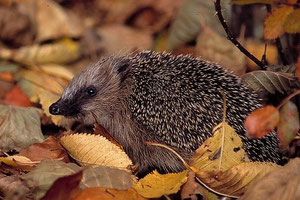 Igel im Laub (Foto: Bernd Kunz)