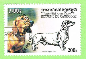 Cambodia 2000 - Teckel a poil ras