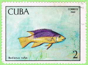 Cuba 1969 - Bodianus rufus