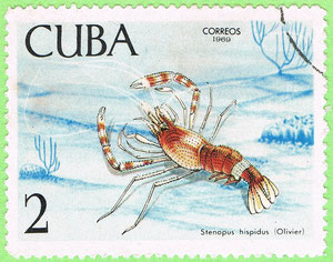 Cuba 1969 - Stenopus hispidus