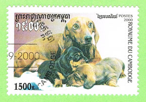 Cambodia 2000 - dogs Dachshund