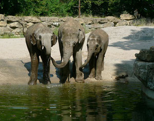 Foto: Zoo Heidelberg